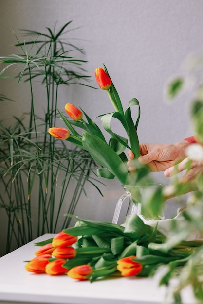 女性の手のヨーロッパの女性の花屋の貴重な赤いチューリップは、チューリップの花束を準備します