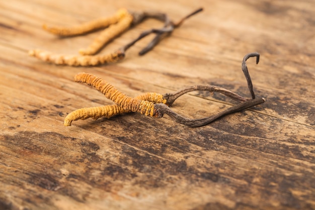 Драгоценная традиционная китайская медицина: Cordyceps sinensis