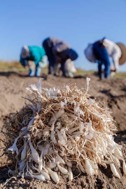 Precision agriculture careful onion planting