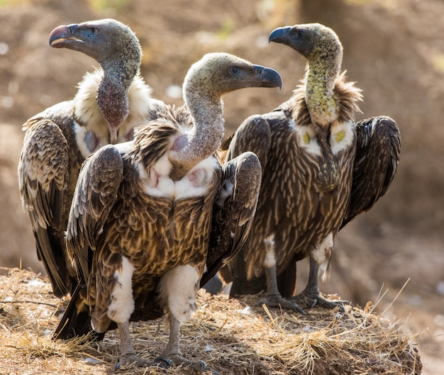 捕食性の鳥が地面に座っているケニアタンザニアサファリ東アフリカ