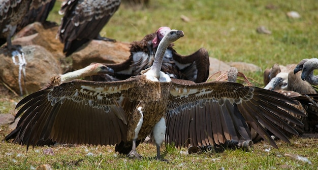捕食性の鳥が地面に座っているケニアタンザニアサファリ東アフリカ