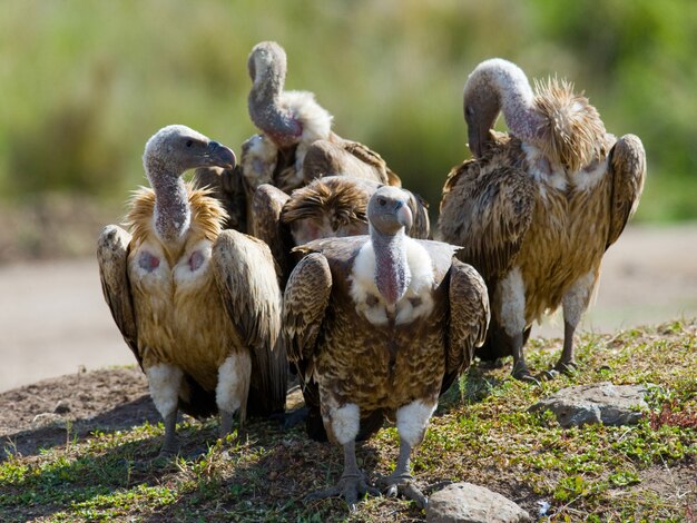 捕食性の鳥が地面に座っているケニアタンザニアサファリ東アフリカ