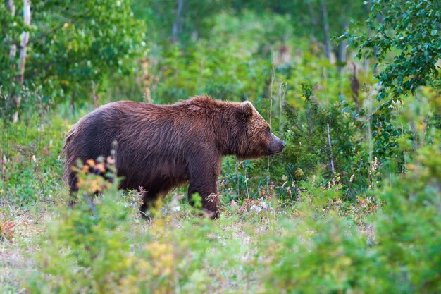 写真 カムチャトカ半島の夏の森で歩いている自然の生息地の捕食者茶色い熊