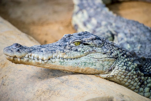 predator, crocodile resting on the sand beside a brown river