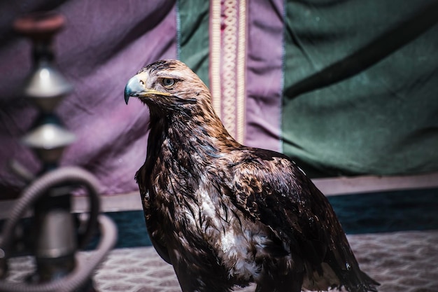 捕食者、中世の見本市での猛禽類の展示、スペインの美しいインペリアルイーグルのディテール