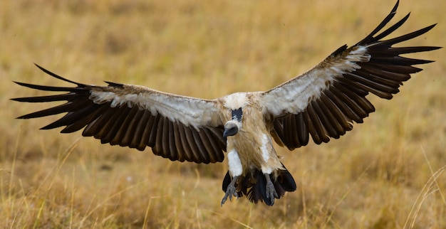 捕食性の鳥がケニアのタンザニアサファリ東アフリカを捕食するために飛ぶ