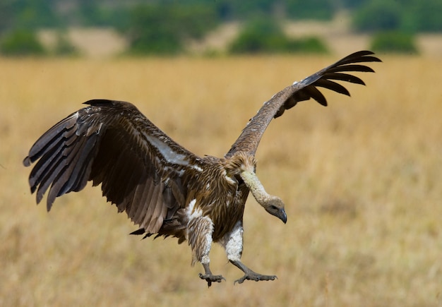 捕食性の鳥がケニアのタンザニアサファリ東アフリカを捕食するために飛ぶ