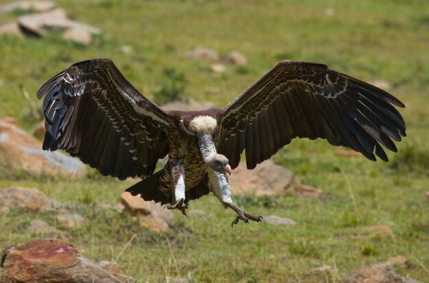 捕食性の鳥がケニアのタンザニアサファリ東アフリカを捕食するために飛ぶ