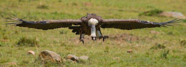 写真 捕食性の鳥がケニアのタンザニアサファリ東アフリカを捕食するために飛ぶ