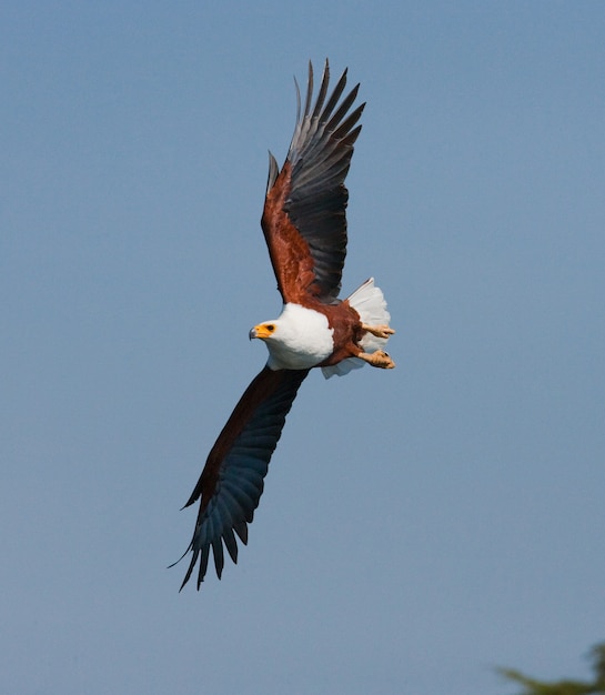 飛行中の捕食性の鳥ケニアタンザニアサファリ東アフリカ