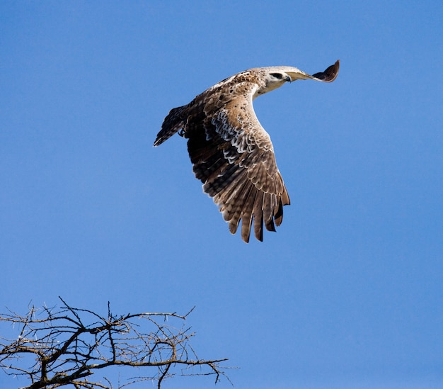 飛行中の捕食性の鳥ケニアタンザニアサファリ東アフリカ