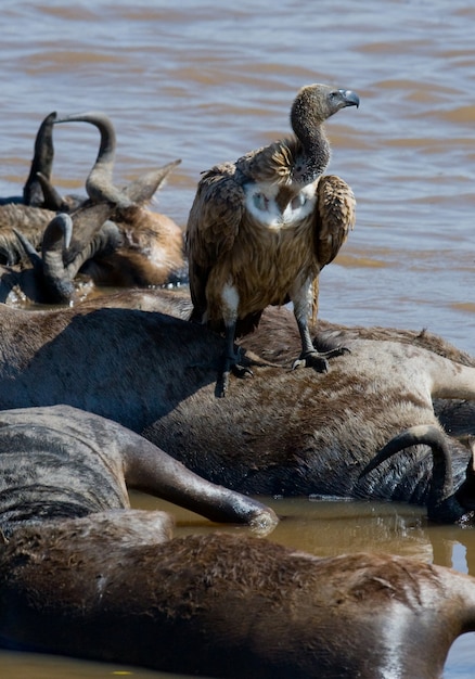 Uccello predatore seduto su una roccia vicino al fiume kenya tanzania safari africa orientale