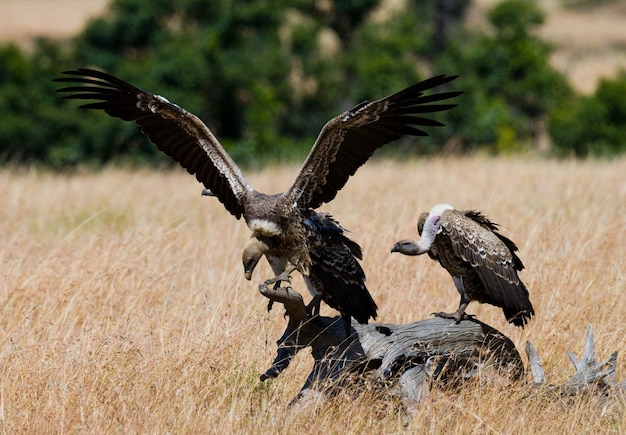 Gli uccelli predatori sono seduti su un albero kenya tanzania safari east africa