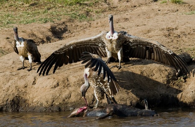 Gli uccelli predatori mangiano la preda nella savana kenya tanzania safari africa orientale