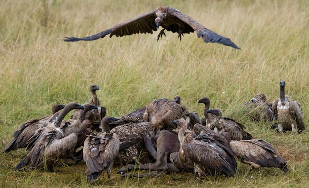 捕食性の鳥がサバンナのケニアタンザニアサファリ東アフリカで獲物を食べる