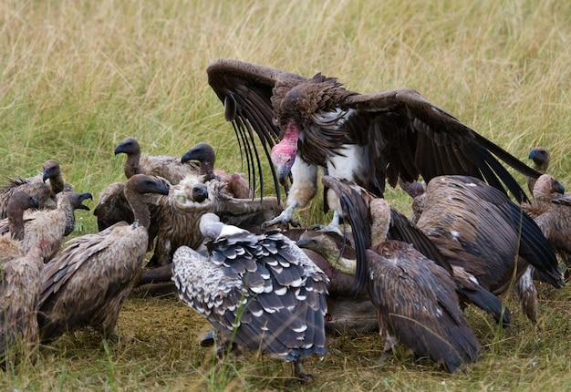 捕食性の鳥がサバンナのケニアタンザニアサファリ東アフリカで獲物を食べる