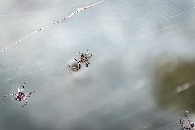 Predatory cross spiders on a web
