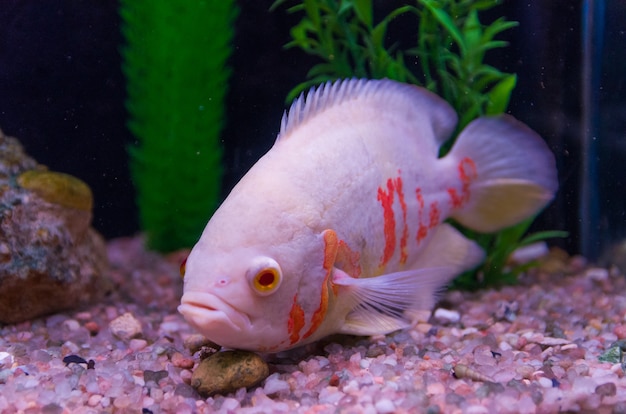 종 Astronotus Okellatus의 육식 물고기 근접 촬영