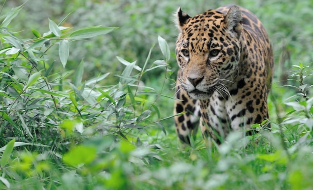 Un giaguaro predatore cammina nell'erba nella foresta