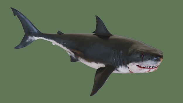 Predatory shark. 3d illustration