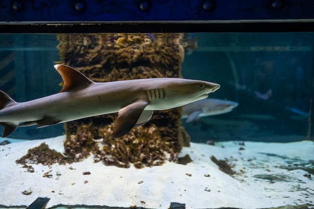 Predatory sharks swim in the aquarium in a circle