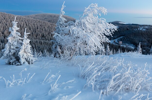 Predawn ochtend winter berglandschap met sneeuw bedekte bomen