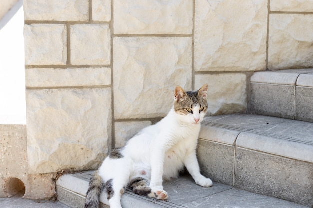 通りに座っている妊娠中の猫