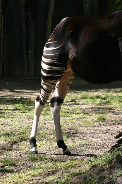 Pregnant okapi