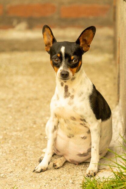 妊娠している小さな黒と白のチワワ犬