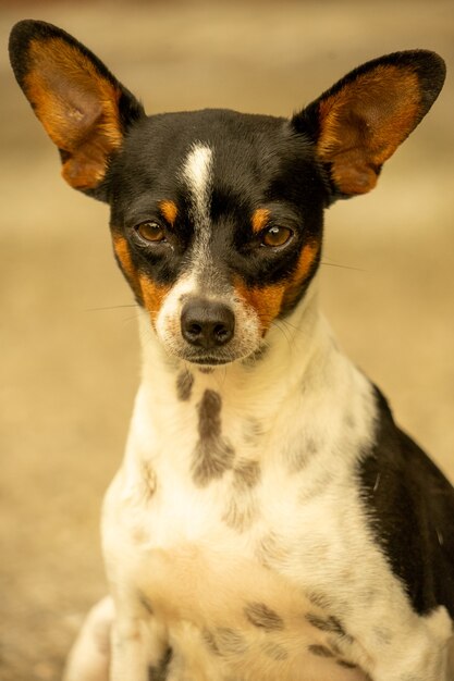 Pregnant small black and white chihuahua dog