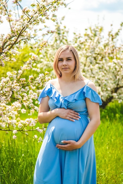 Pregnant woman in the garden of flowering apple trees Selective focus