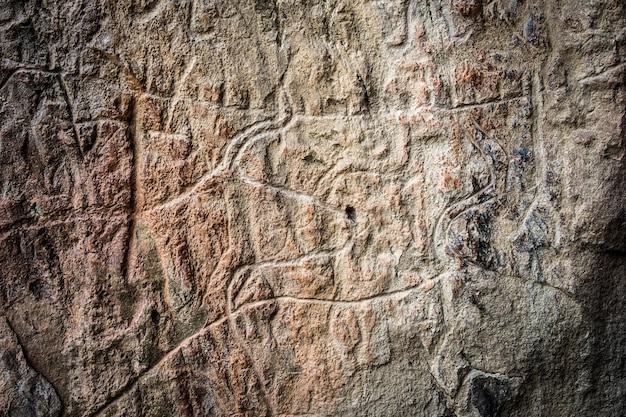 Foto prehistorische rotstekeningen van koeien uitgehouwen op een stenen muur in qobustan, azerbeidzjan, expositie van petrogly