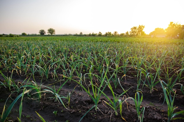 Prei uien boerderij veld verse groene vegetatie na water geven agro-industrie landbouw landbouw landschap groenten verbouwen op volle grond agronomie landbouw en agribusiness