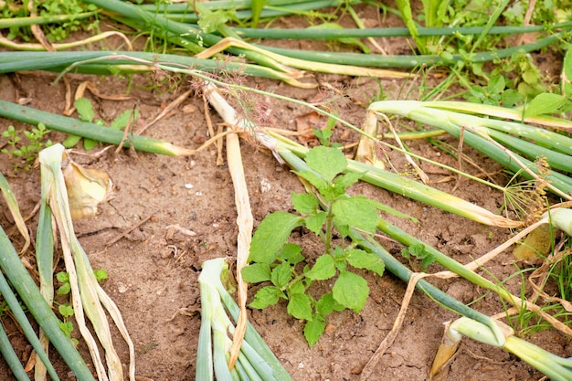 Preiplantage in de vegetatietuin na droogte bij warm weer