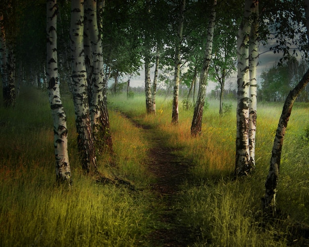 Premade background fantasy forest trees Six