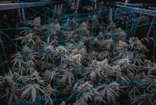 温室で収の準備が整った最高級の大麻の植物