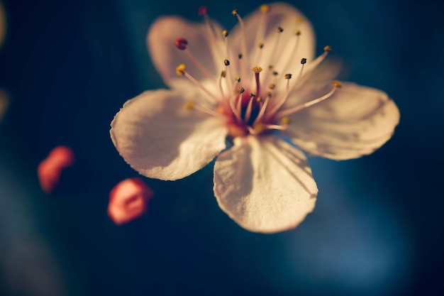 Premium macrofotografie, bloemenbehang