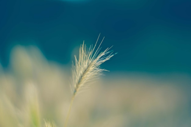 Premium macrofotografie, bloemenbehang