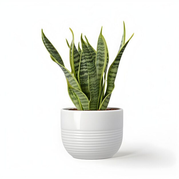 Photo premium white plant pot with plant