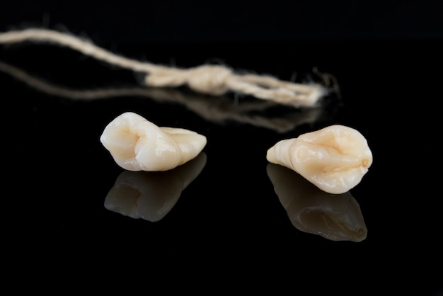 Premolar and canine tooth after removal with roots with thread on black