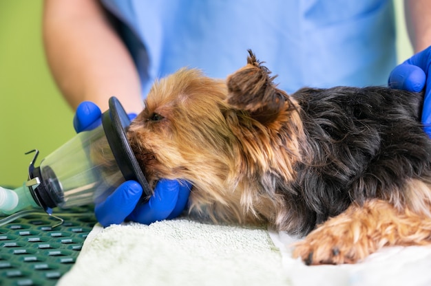 酸素マスクを装着した犬の前酸素化技術。獣医は犬に麻酔をかける準備をします