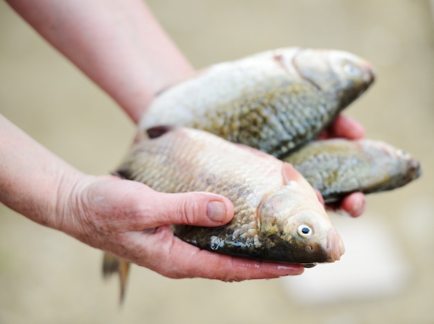 Photo preparation of marine fish