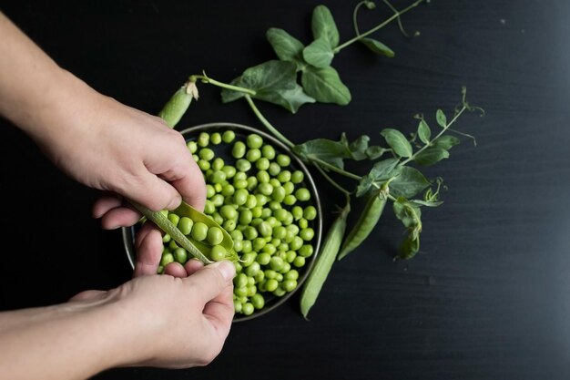 Preparation and processing of harvested homemade organic green peas in pods and shelled