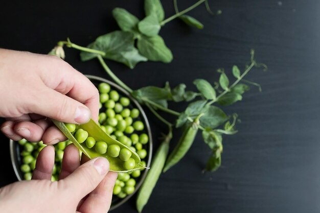 Preparation and processing of harvested homemade organic green peas in pods and shelled