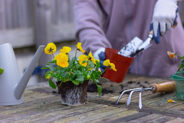 Foto preparazione e trapianto di fiori viola nel giardino piantare giardinaggio