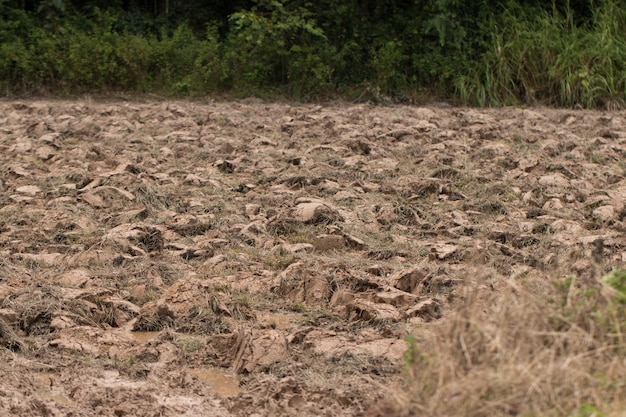 Prepared land for agriculture