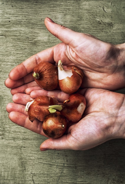 Prepared for planting spring bulbs plants