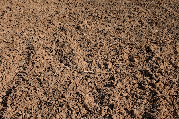 Preparing field for rice plantation