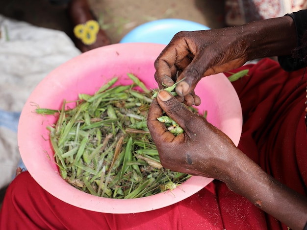 Photo preparing the grasshoppers nakasero market kampala uganda