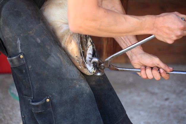 Preparing a horse hoof